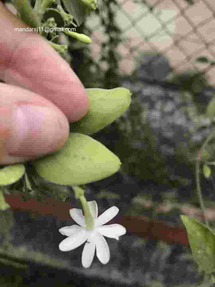 Jasminum auriculatum