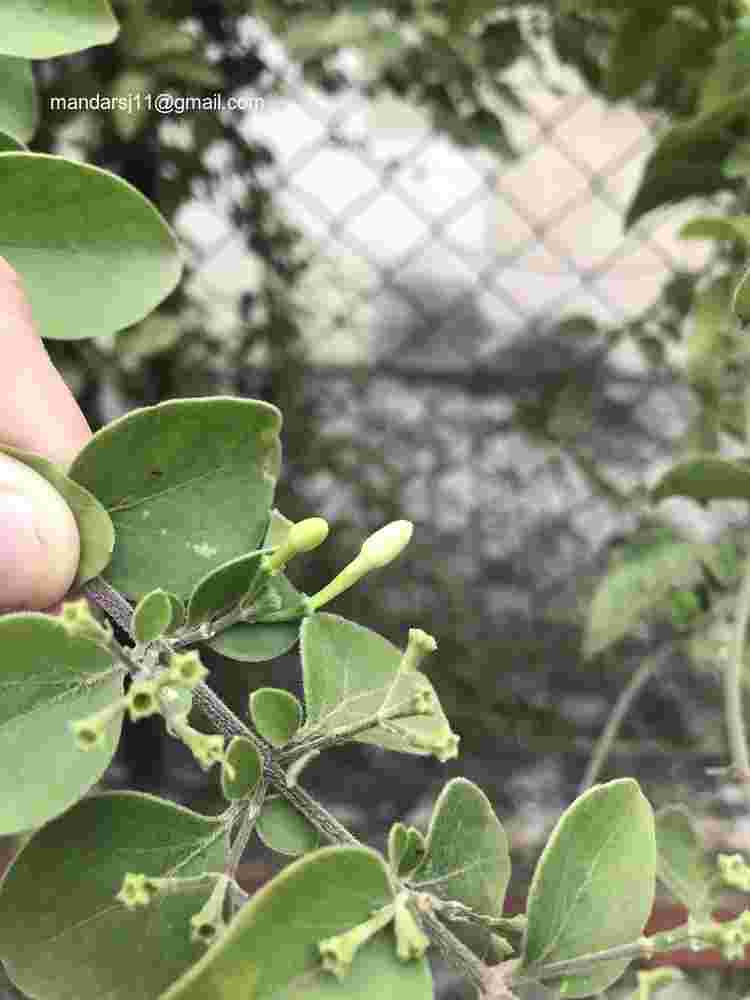 Jasminum auriculatum