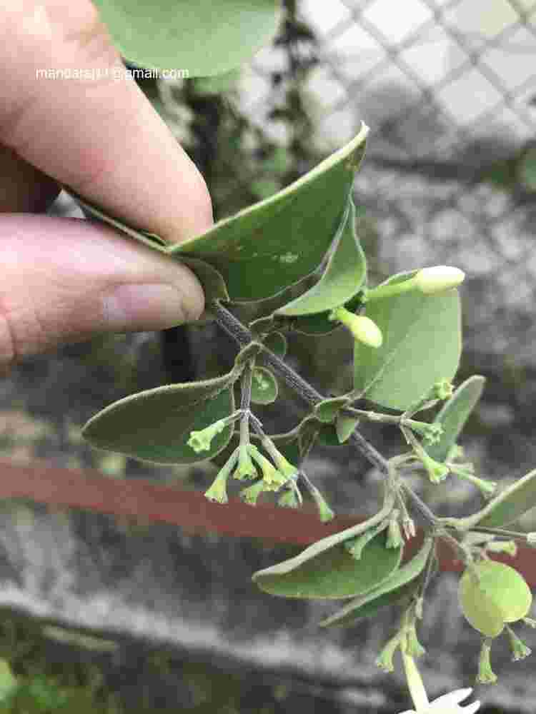 Jasminum auriculatum