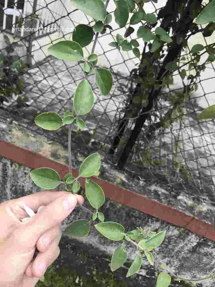 Jasminum auriculatum