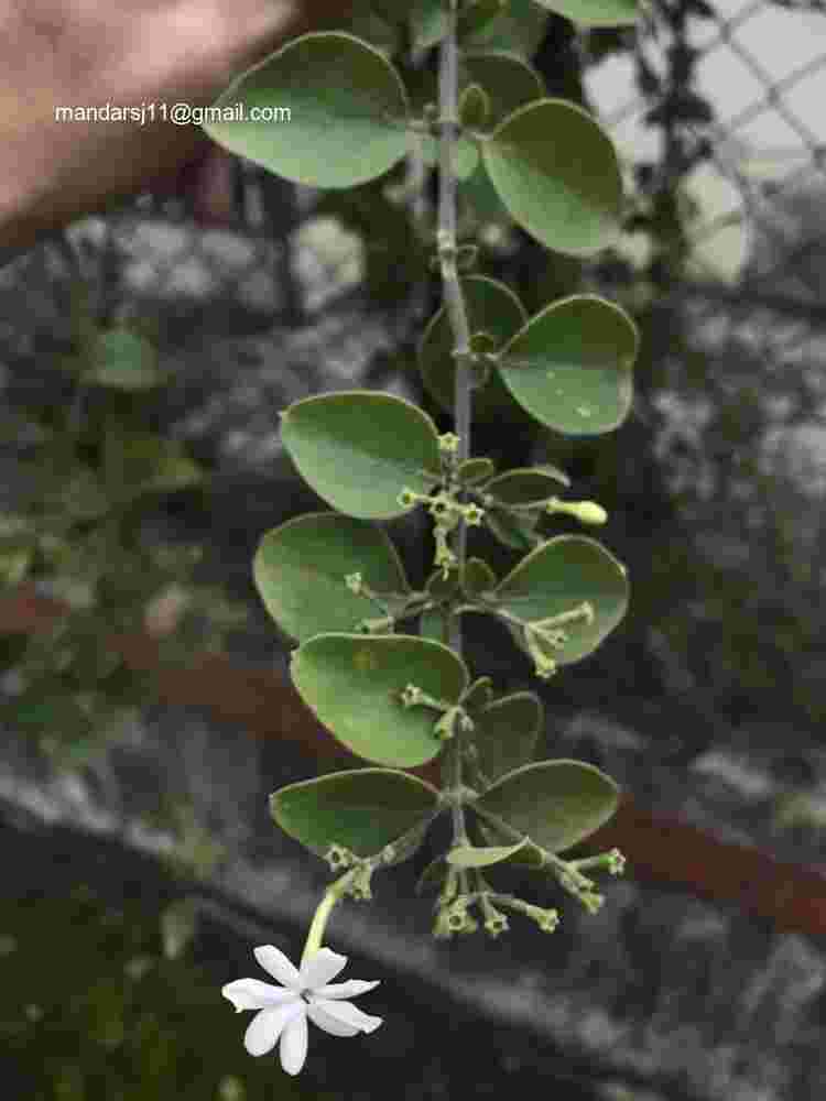 Jasminum auriculatum