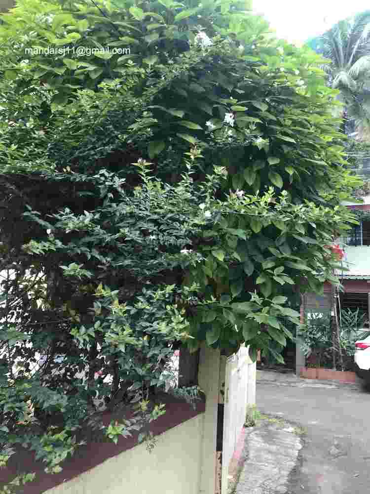 Jasminum elongatum