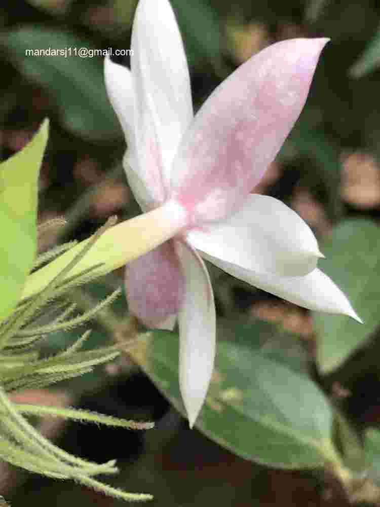 Jasminum elongatum