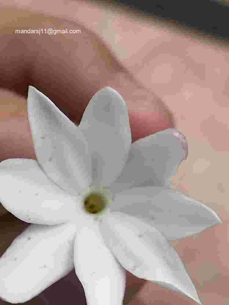 Jasminum elongatum