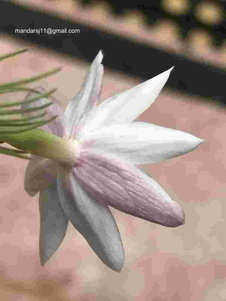 Jasminum elongatum