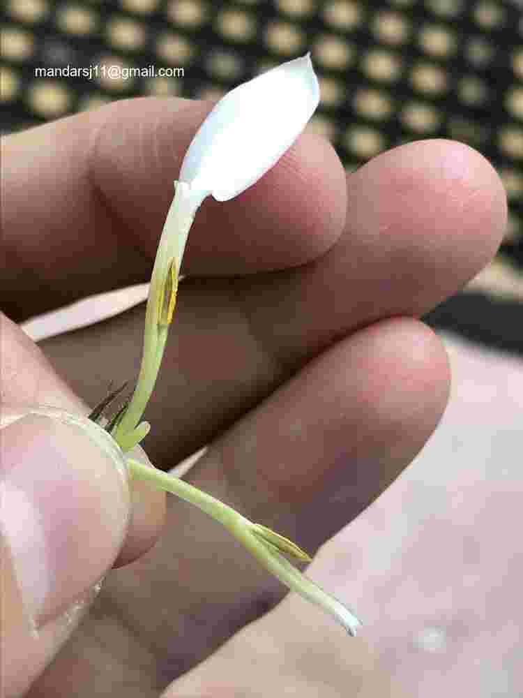 Jasminum elongatum