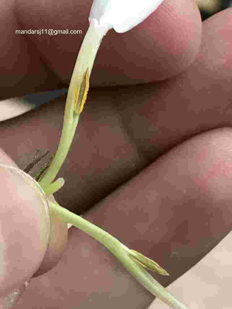 Jasminum elongatum