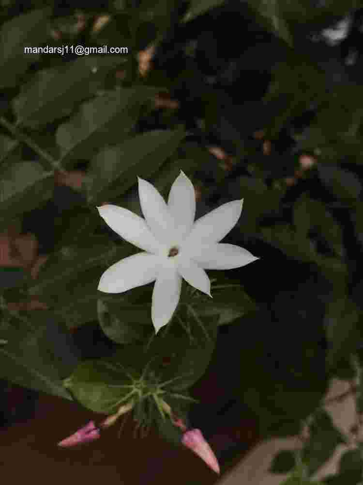 Jasminum elongatum
