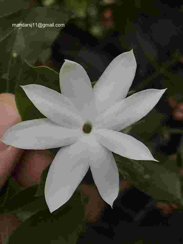 Jasminum elongatum