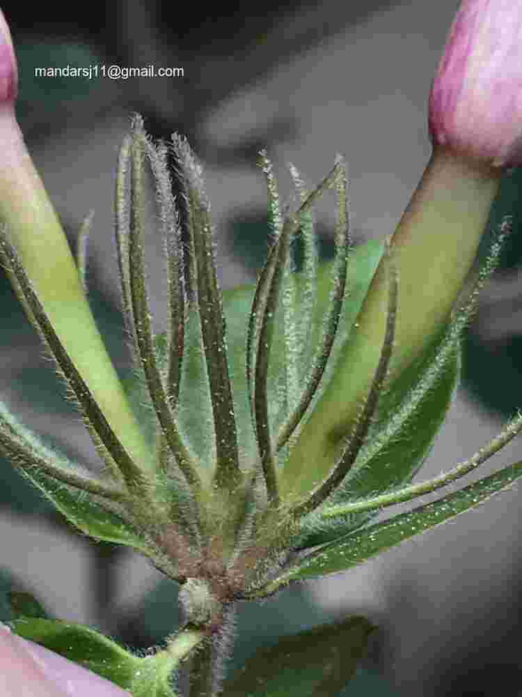 Jasminum elongatum