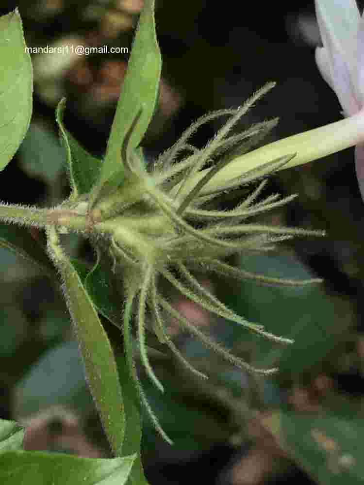 Jasminum elongatum