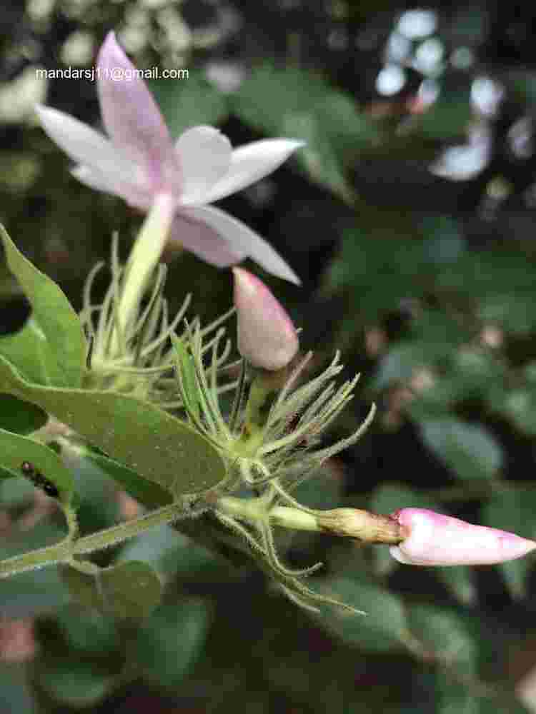 Jasminum elongatum