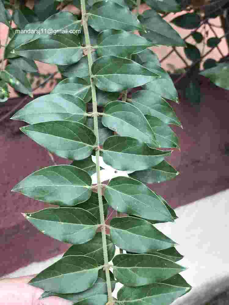 Jasminum elongatum