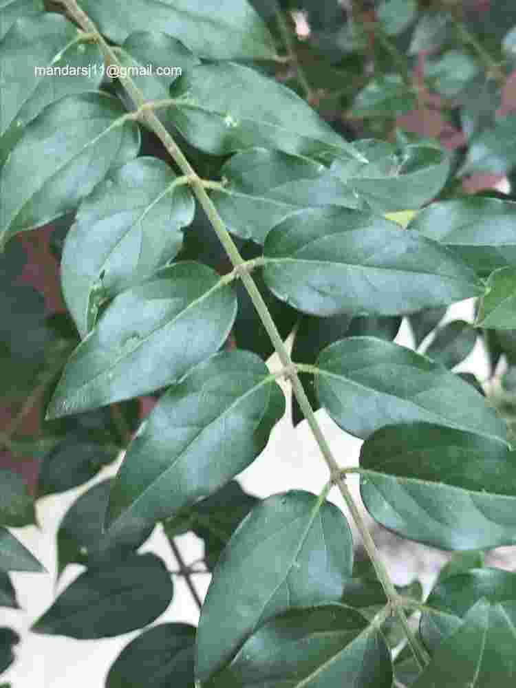 Jasminum elongatum