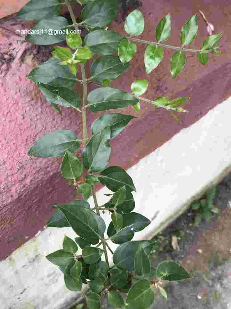 Jasminum elongatum