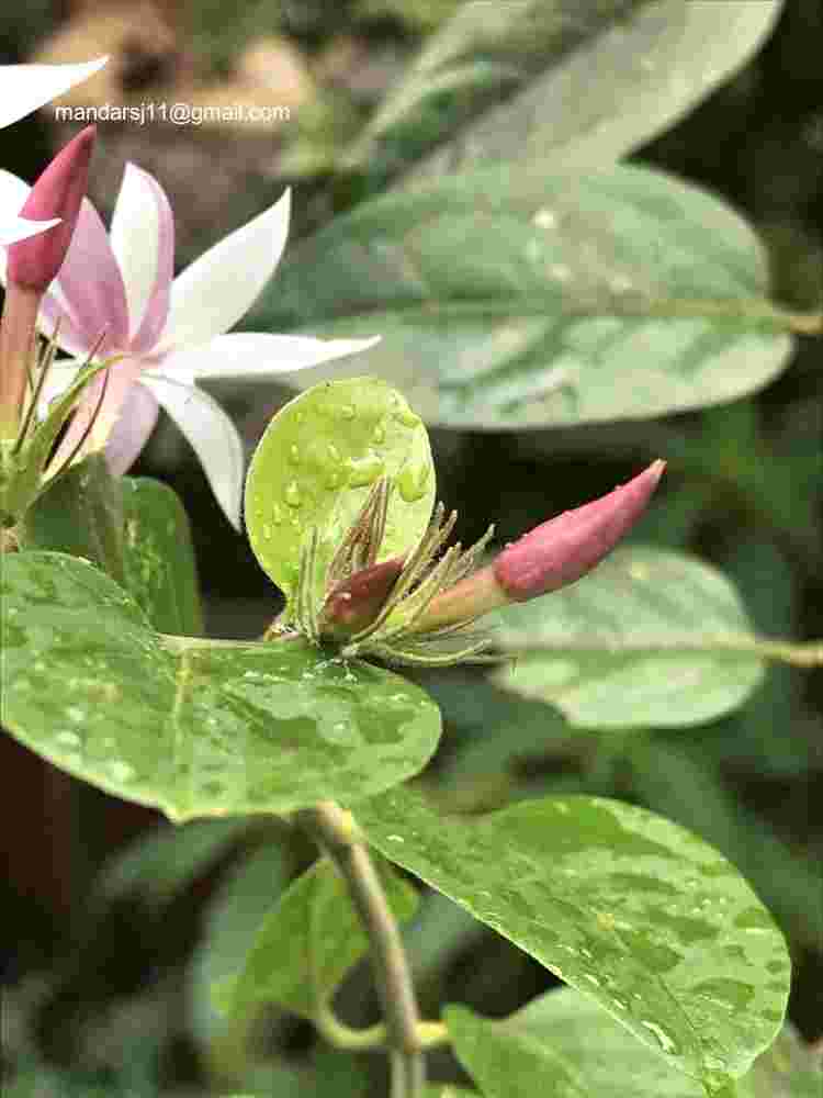 Jasminum elongatum