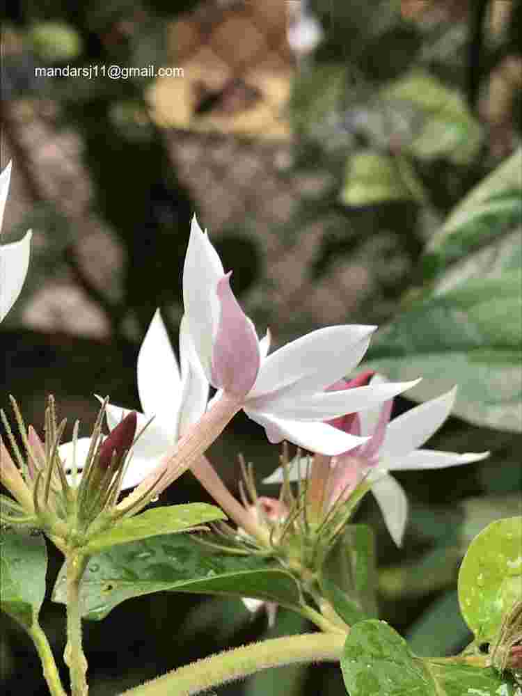 Jasminum elongatum