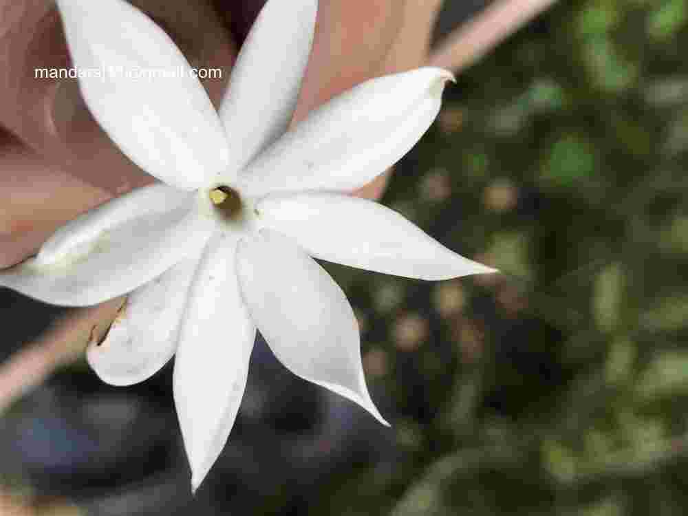 Jasminum elongatum