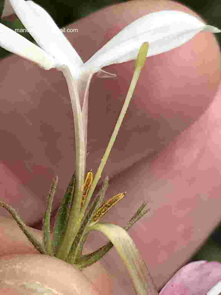 Jasminum elongatum