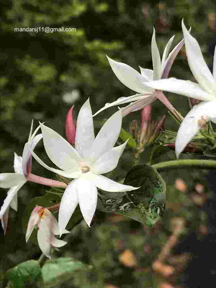 Jasminum elongatum