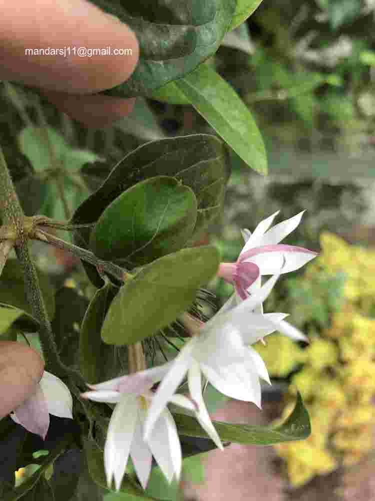Jasminum elongatum