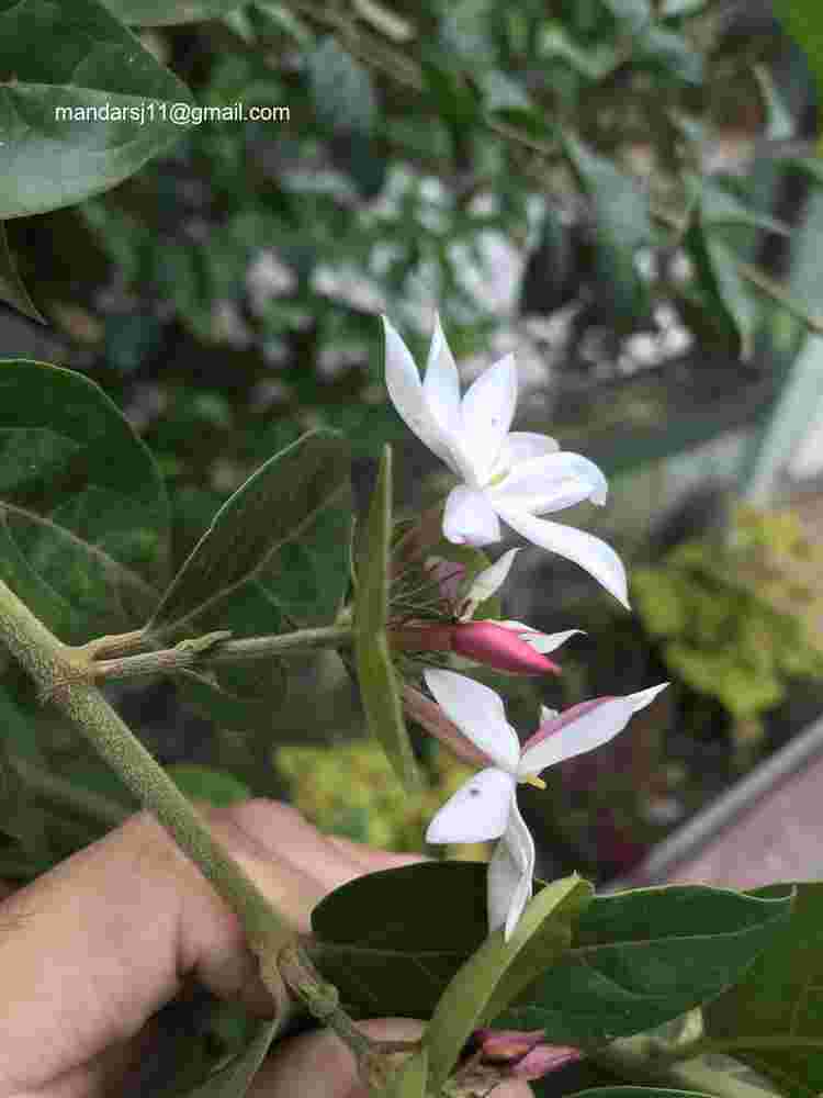 Jasminum elongatum