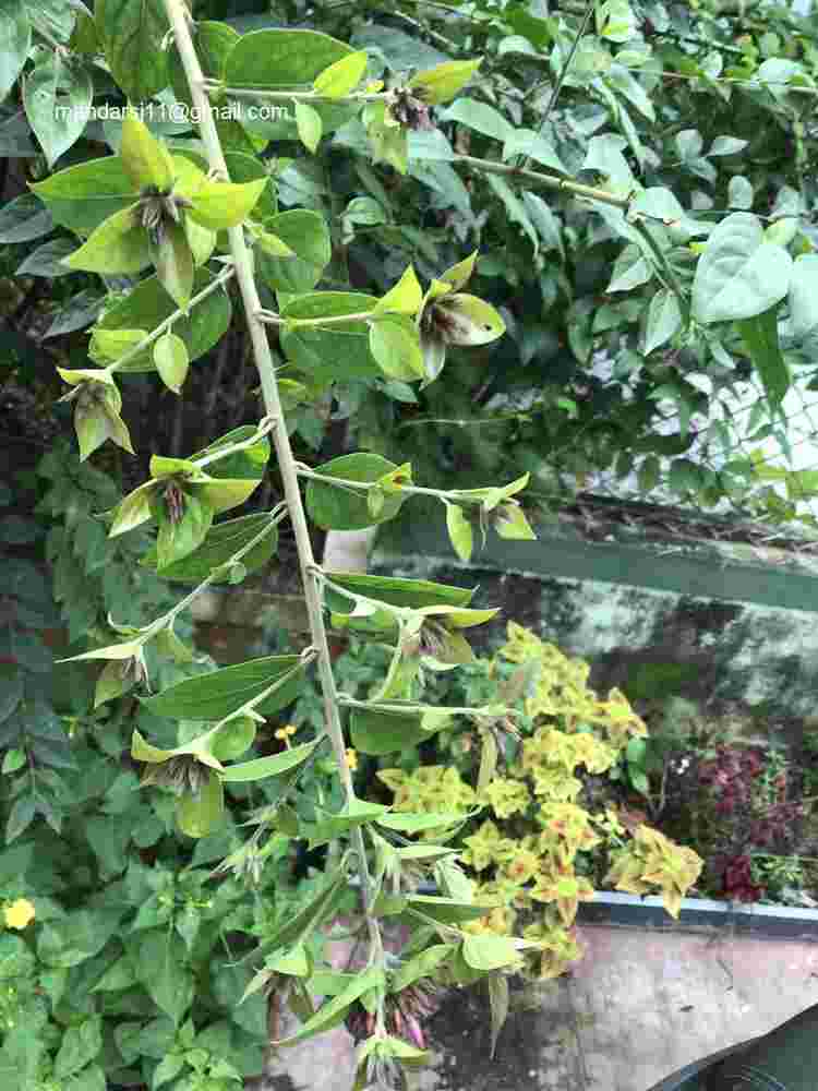 Jasminum elongatum