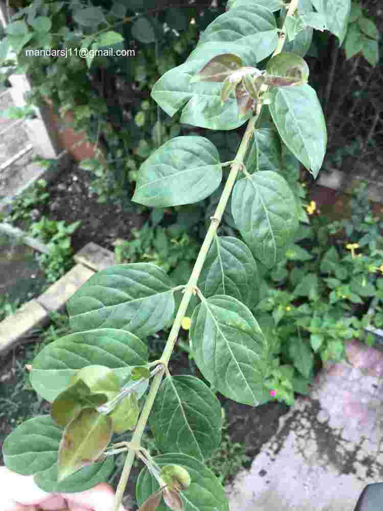 Jasminum elongatum