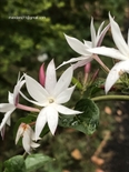 Jasminum elongatum
