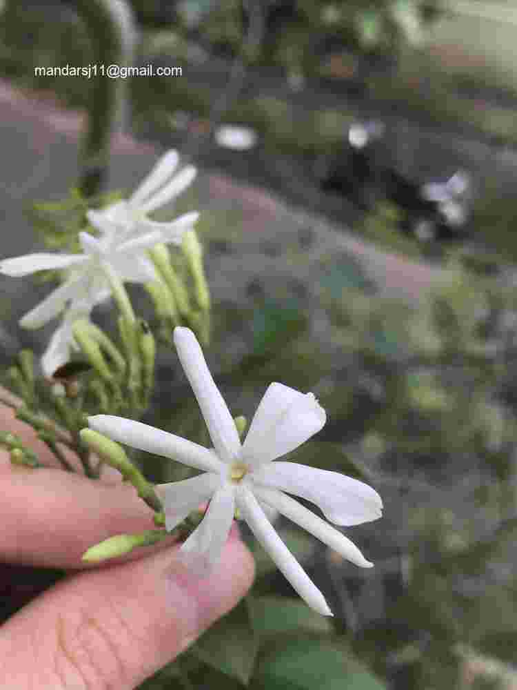 Jasminum fluminense