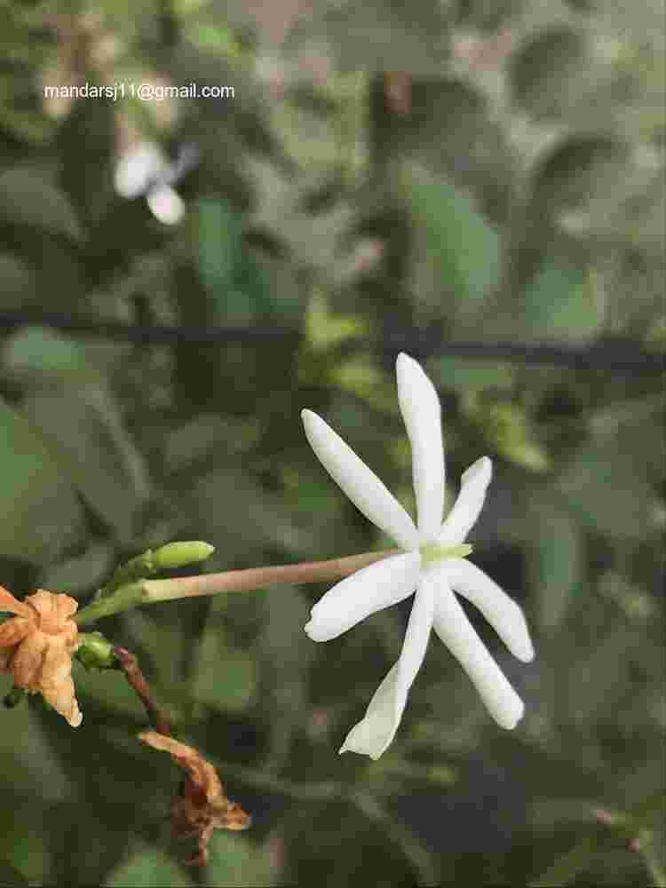 Jasminum fluminense