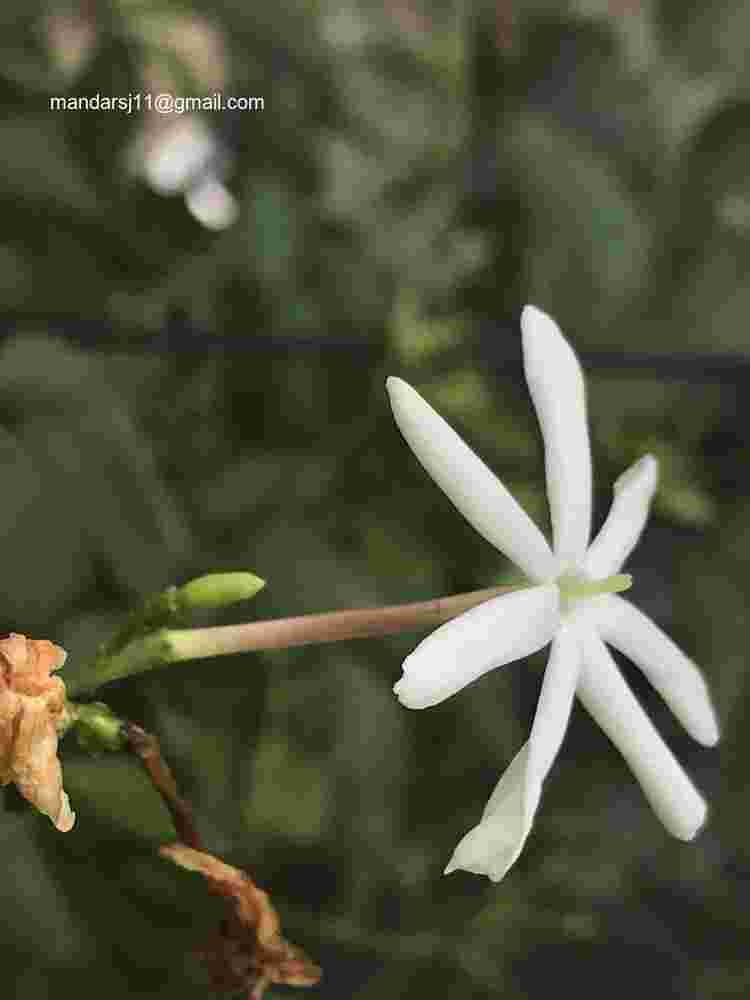 Jasminum fluminense