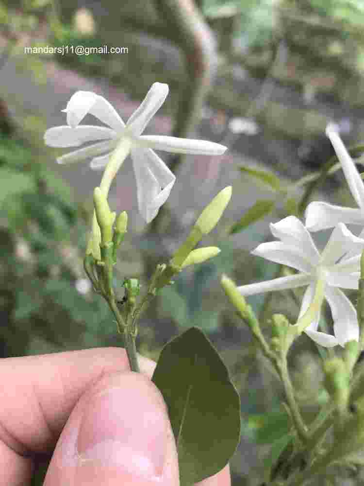 Jasminum fluminense