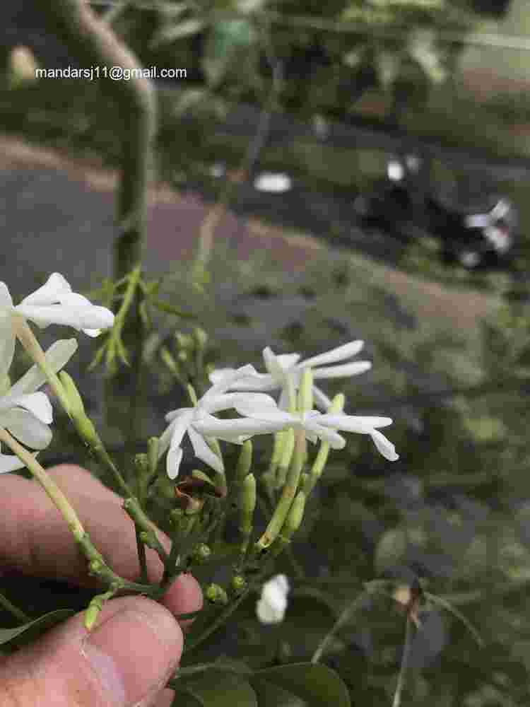 Jasminum fluminense