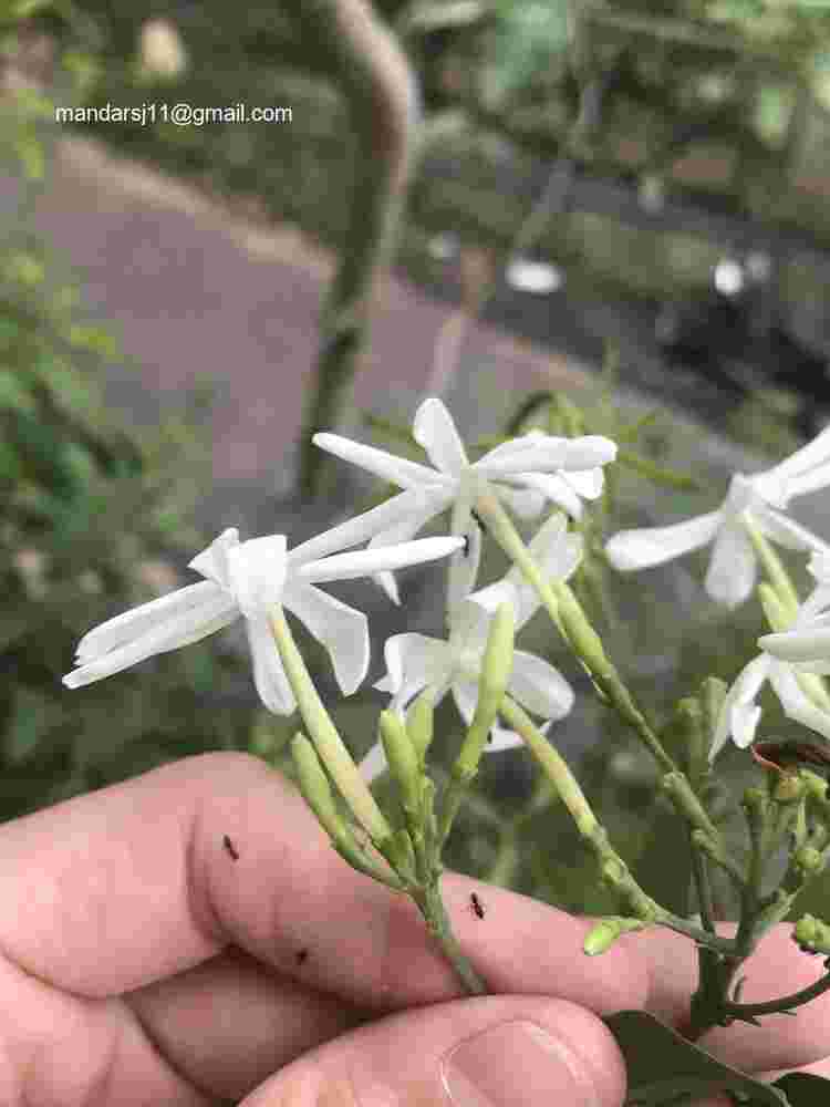 Jasminum fluminense