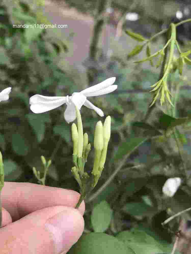 Jasminum fluminense