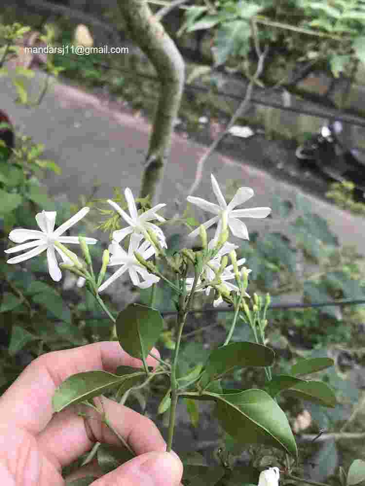 Jasminum fluminense