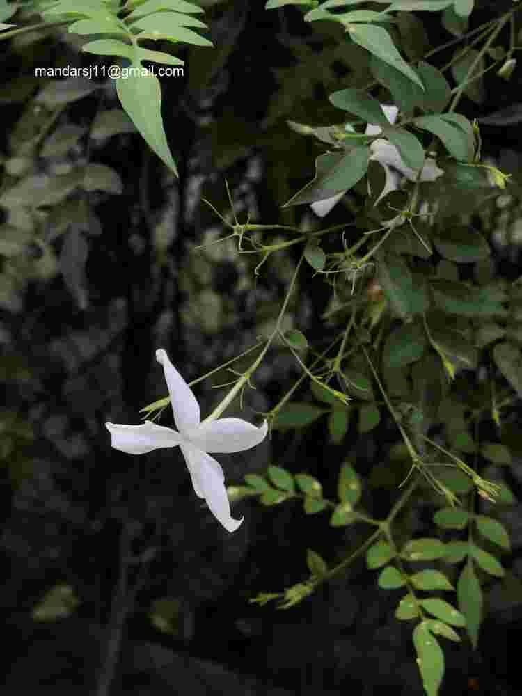 Jasminum grandiflorum