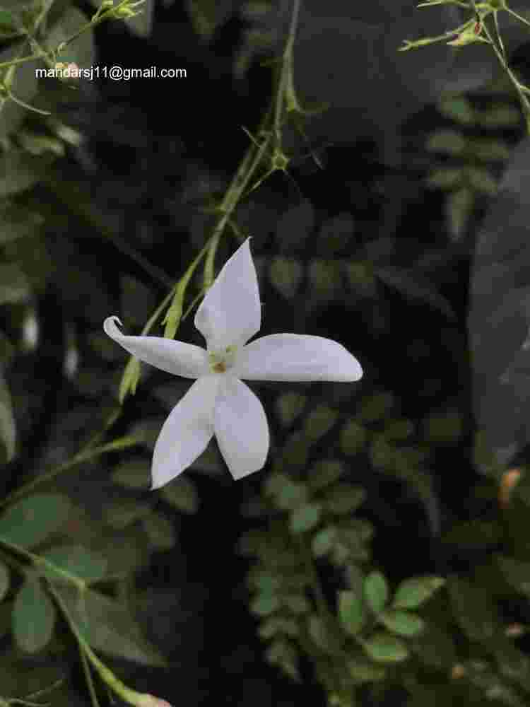 Jasminum grandiflorum