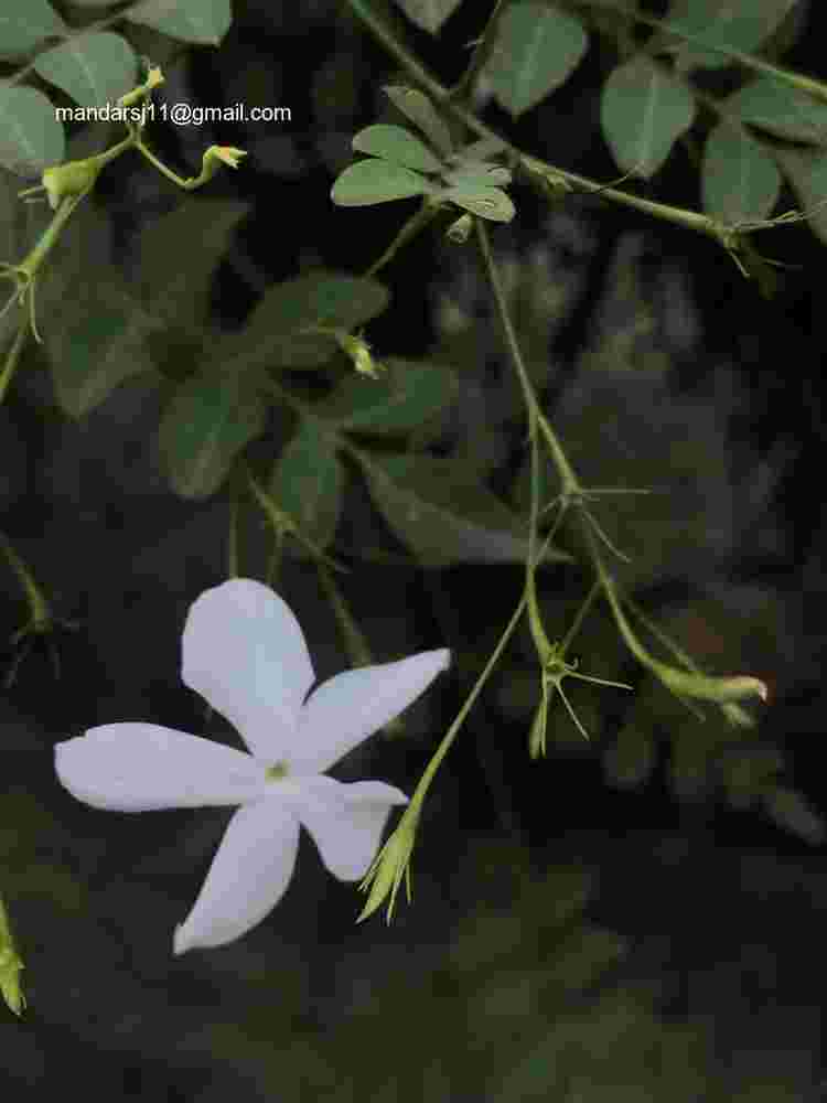 Jasminum grandiflorum