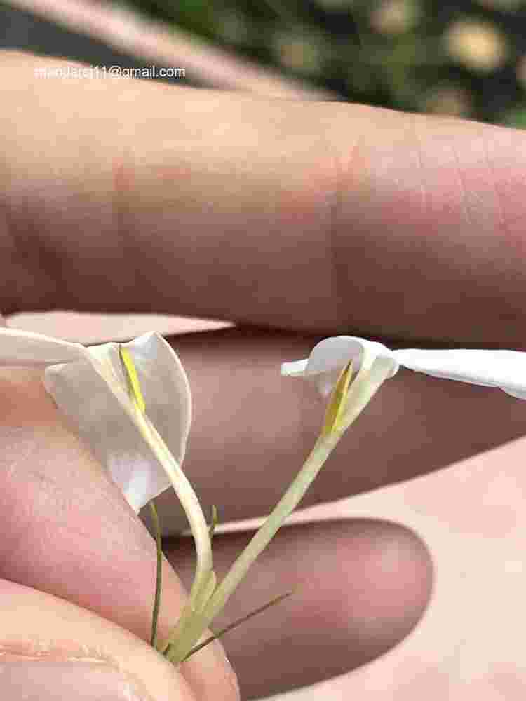 Jasminum grandiflorum