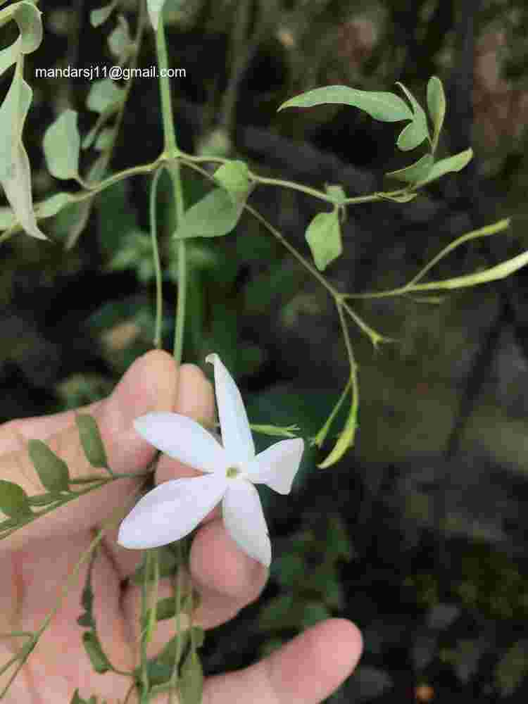 Jasminum grandiflorum