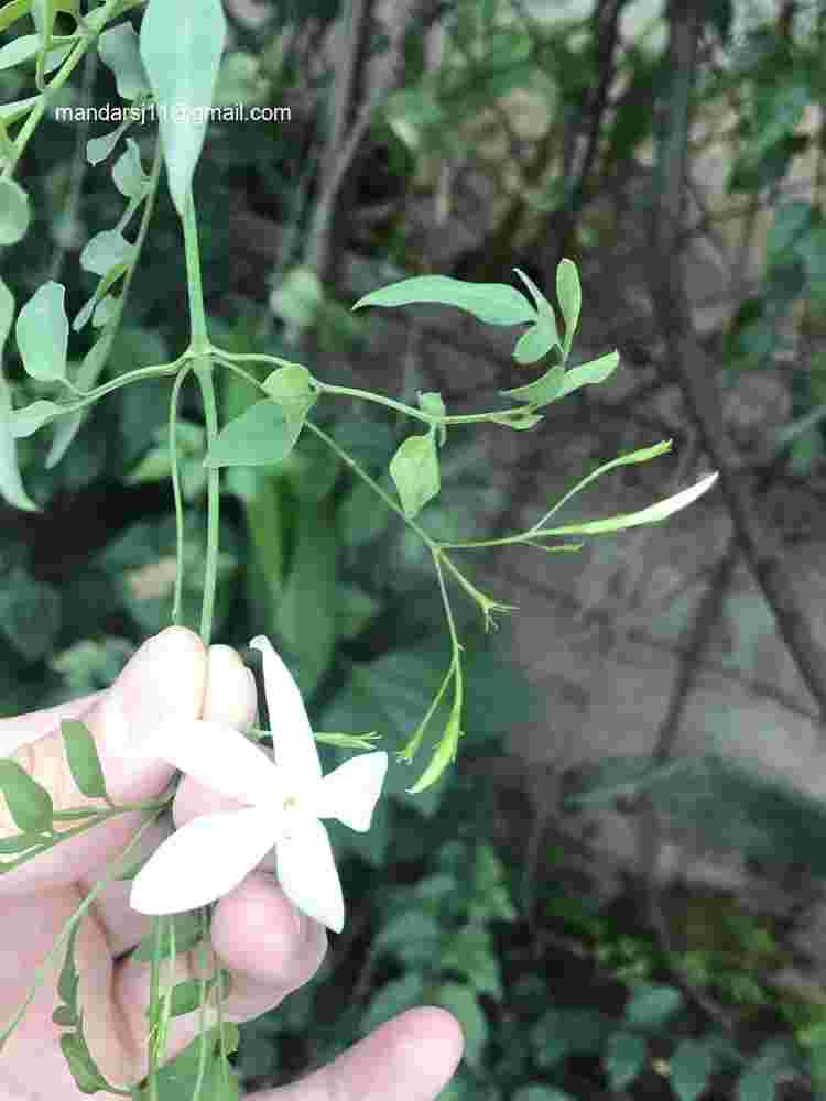 Jasminum grandiflorum