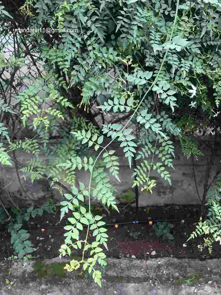 Jasminum grandiflorum