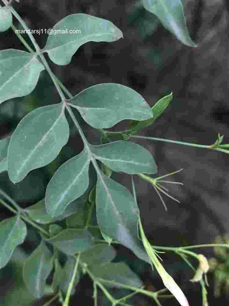 Jasminum grandiflorum