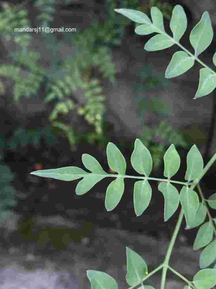 Jasminum grandiflorum