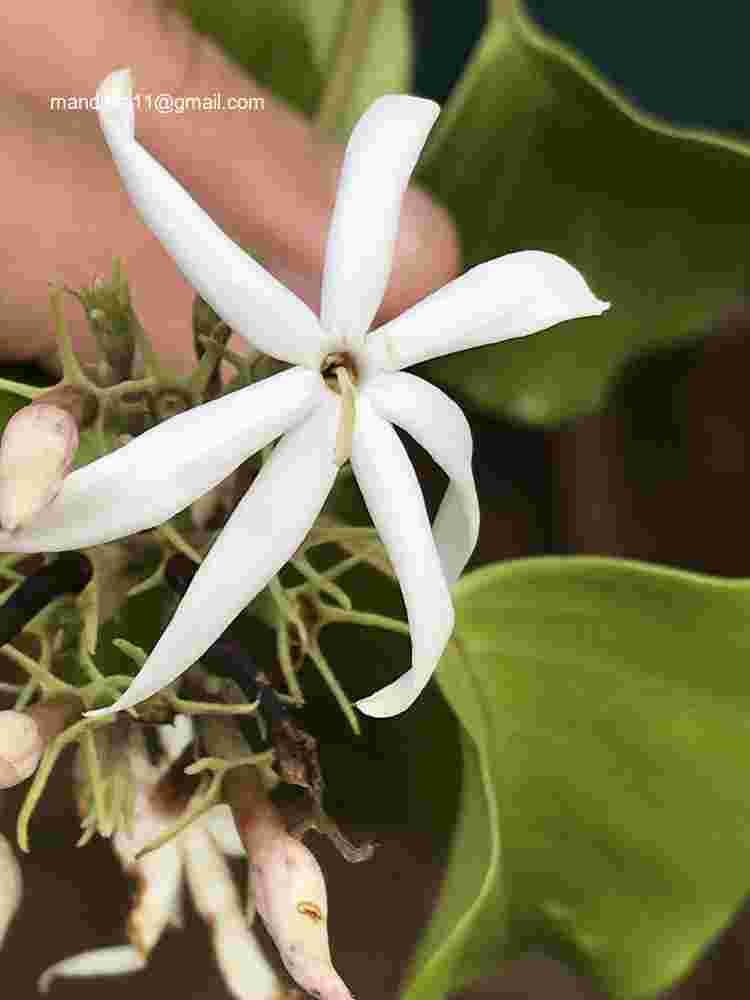 Jasminum malabaricum