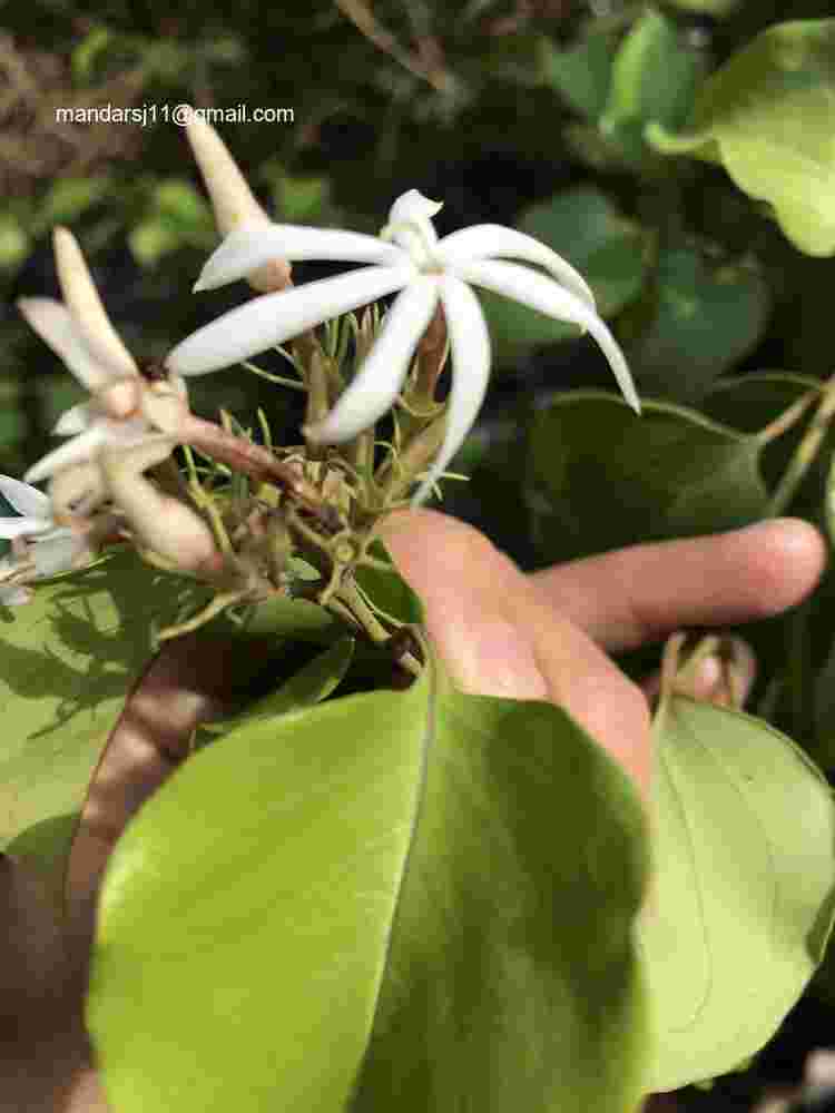 Jasminum malabaricum