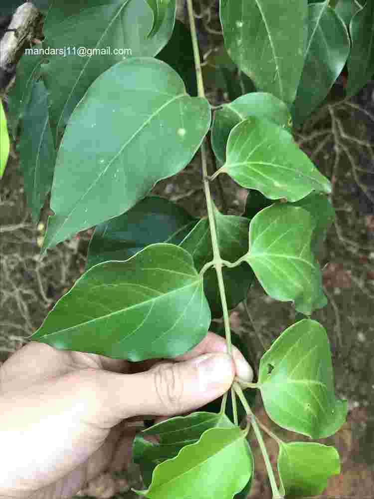 Jasminum malabaricum