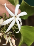 Jasminum malabaricum
